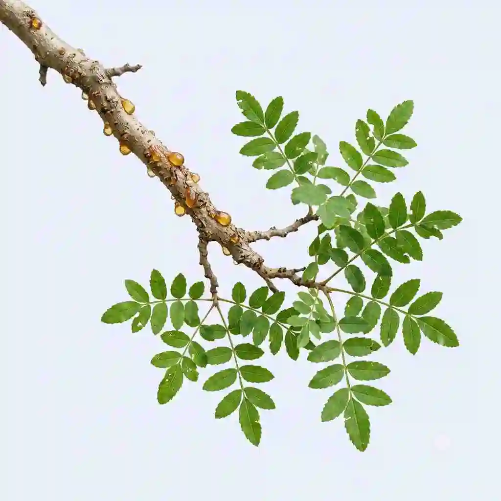 boswellia serrata