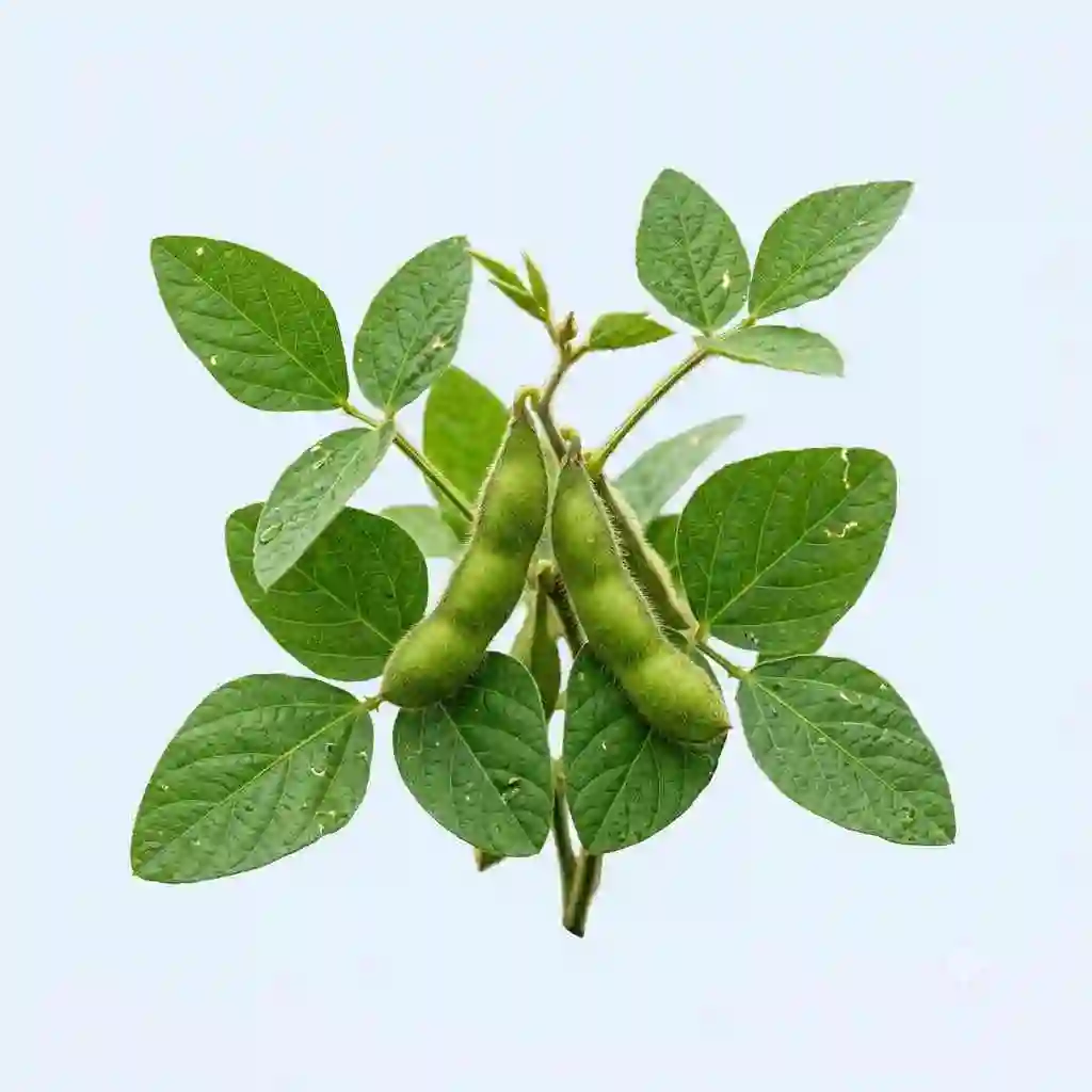 palmitoylethanolamide